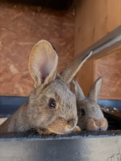 Hasen, Kaninchen