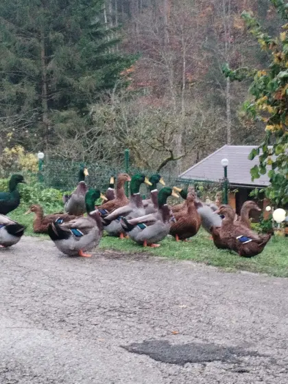 Rouen-Enten, Erpel