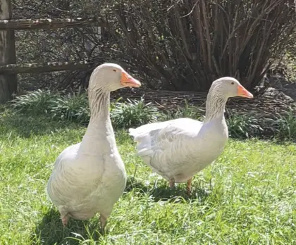 Gänse