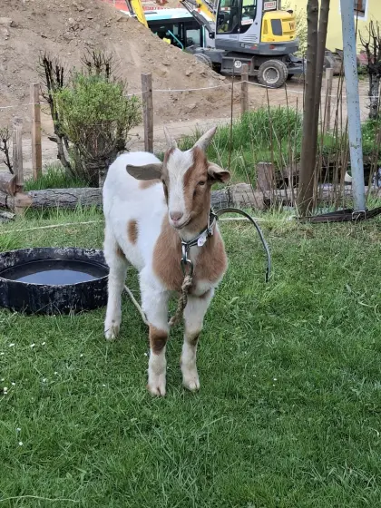 Ziegenbock