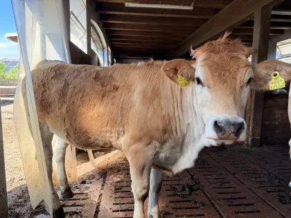 3 Murbodner Jungtiere (Bio)