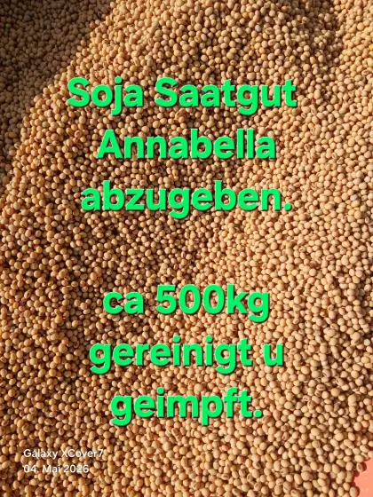 Sojabohne Saatgut Annabella