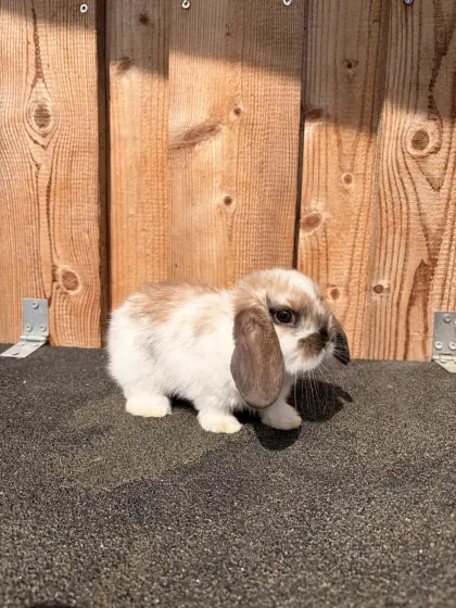 Zwergkaninchen