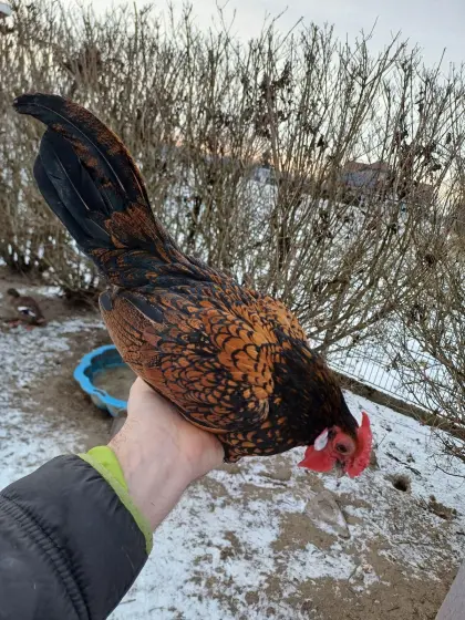 Bantam Sebright Mix Hahn