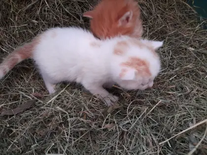 Babykatzen abzugeben