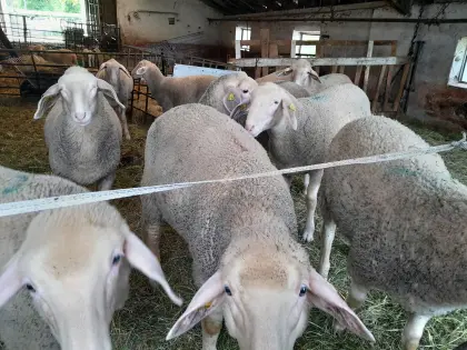 Merino-Zuchtlämmer