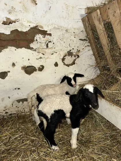 Dorper x Merino Lämmer