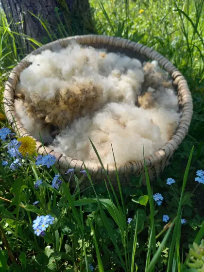 Bio-Schafwolle