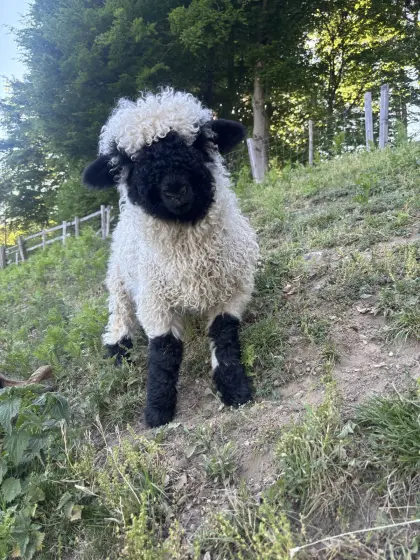 Walliser Schwarznasenaue