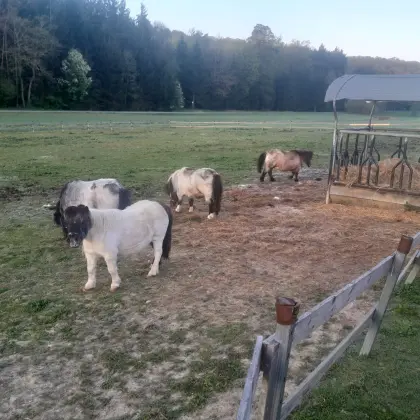Mini-Shetlandpony