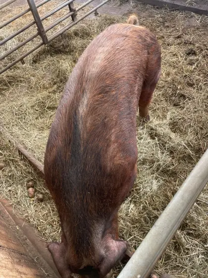 Reinrassiger Bio Duroc Eber, 2 Jahre alt