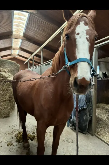 Warmblut-Wallach Freizeitpferd