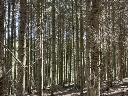 Mischwald in Kottes-Purk (Bezirk Zwettl), 3 Hektar