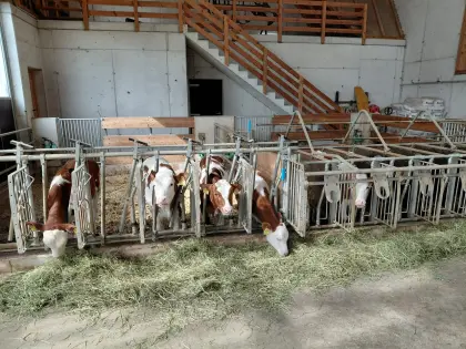 Kälber Fleckvieh x Red Holstein