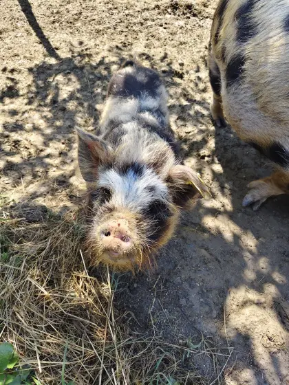 Kune Kune Eber