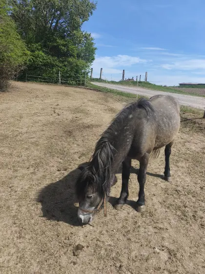 Ponys