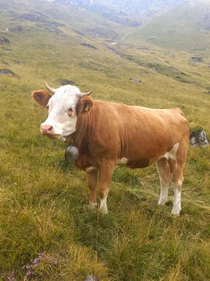 Schöne trächtige Fleckviehkuh mit guter Milch zu verkaufen