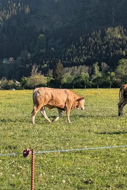 Blonde d'Aquitaine Zuchtstier