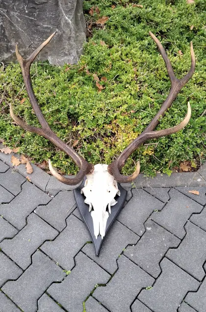 Hirschgeweih / Rothirch
