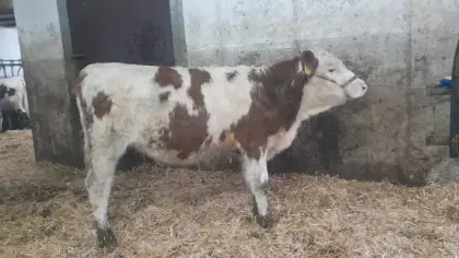 FV Zuchtkalb mischerbig hornlos