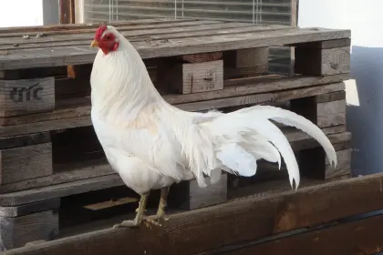 Bruteier Deutsches Buschhuhn