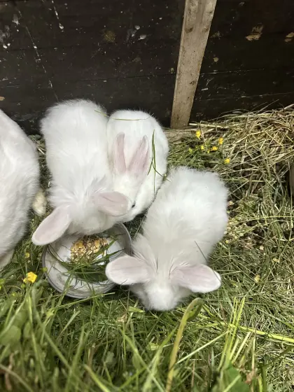 Zwerghasenbabys