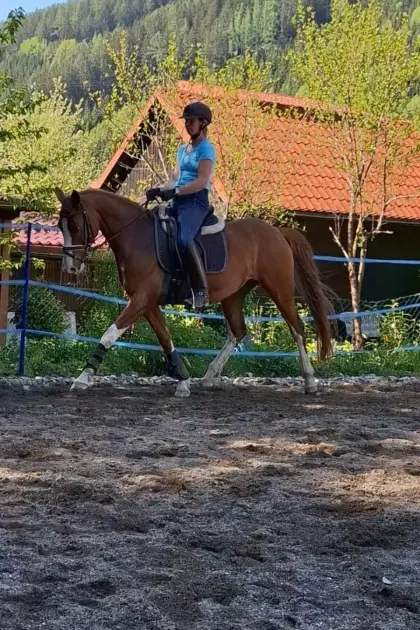 Freier Berittplatz für Ponys, Kleinpferde