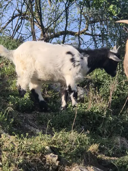 Zwergziegenbock