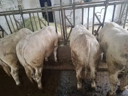 Charolais