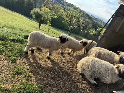 Walliser Schwarznasen-Auen