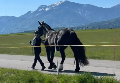 3-jährige Rappstute Solea vom Weingut