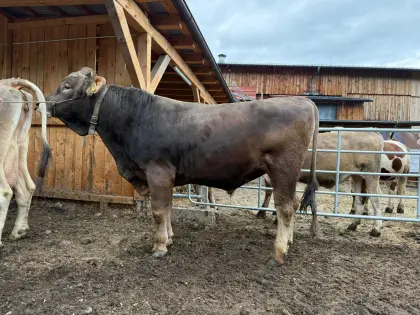 BS STIER