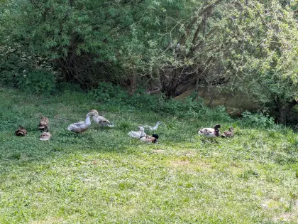 Laufenten, Erpel, Enten und Paare