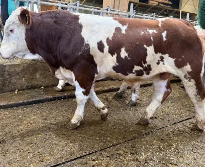 Verkaufe homozygot hornlose Bio-Stiere