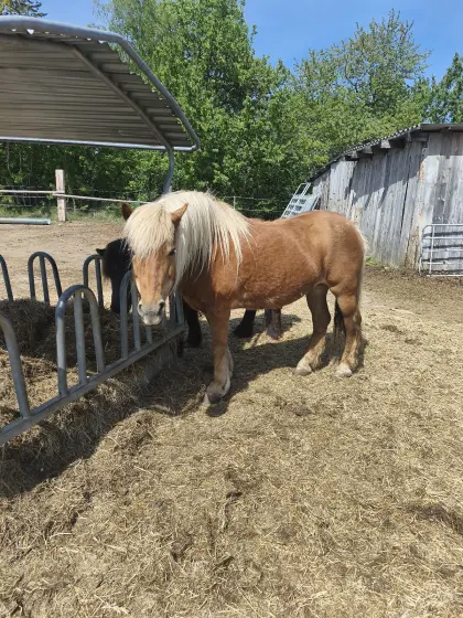 Haflinger Stute