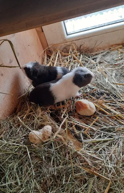 Meerschweinchen