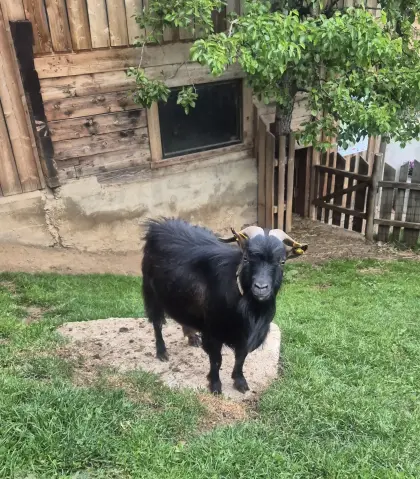 Minizwergziegenbock