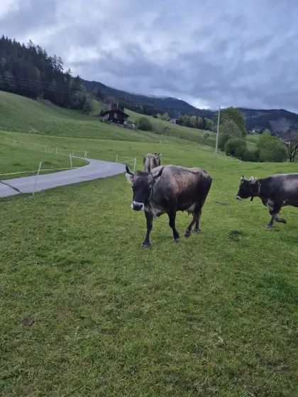 Tiroler Grauviehkuh Bio