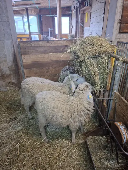 Bergschaf-Lämmer