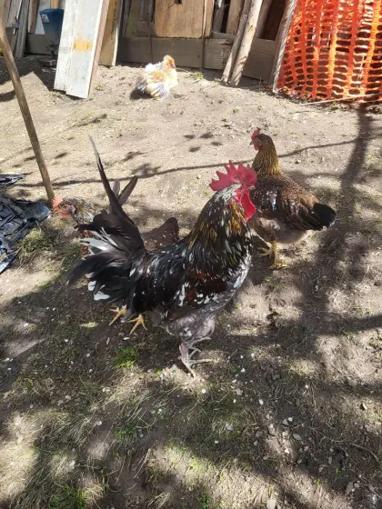 Verkaufe Bruteier Schwedisches Blumenhuhn, Grausperber