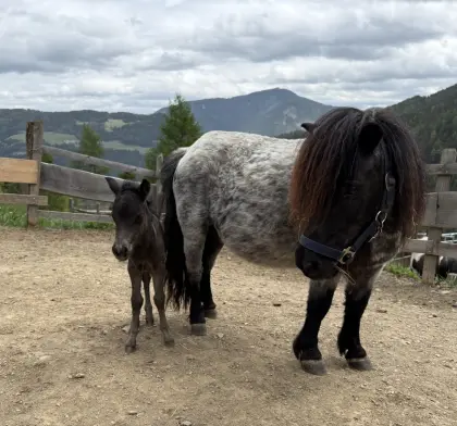 Ponystute mit Fohlen