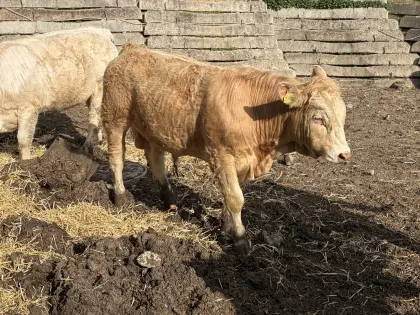 Verkaufe Charolais-Stier ohne Papiere