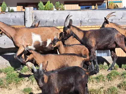Ziegen mit Kitz