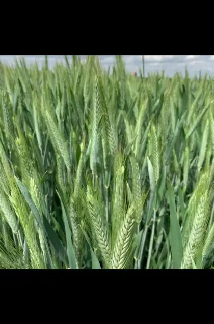 Futtertriticale