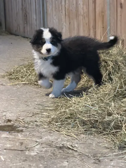Australian Shepherd Welpen