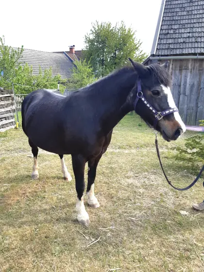 Liebenswerte Tinker-Ponystute als Beistellpferd