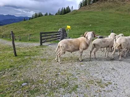 Verkaufe weißen Steinschafwidder