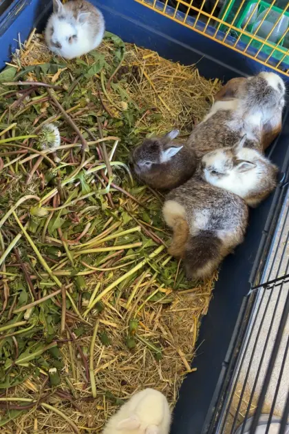 Zwergwidder-Kaninchen