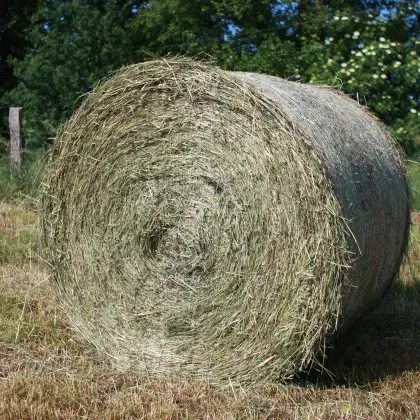Heuballen groß