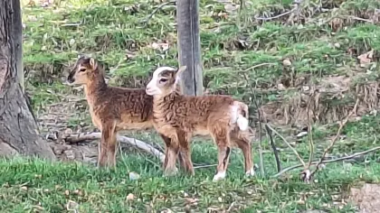 Soay-Schafe
